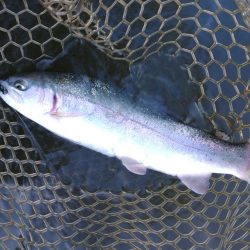 何かが起こる夕マヅメ ～大安トラウトレイク～